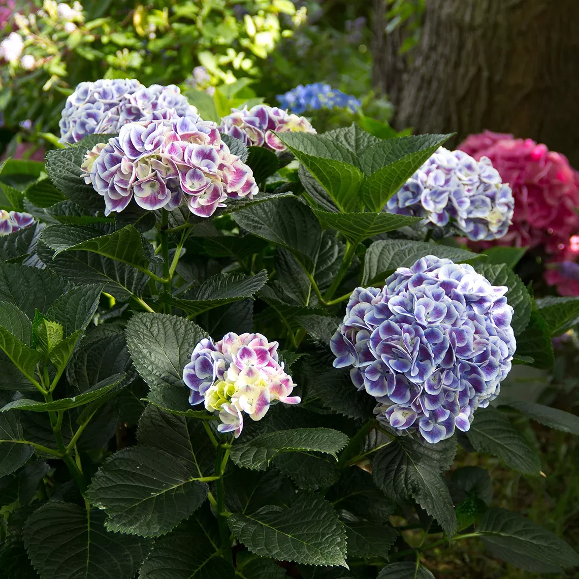 Cityline Mars Bigleaf Hydrangea - DISCONTINUED