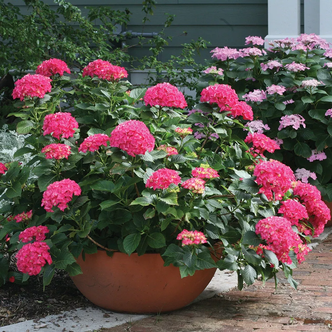 Cityline Paris Bigleaf Hydrangea - DISCONTINUED
