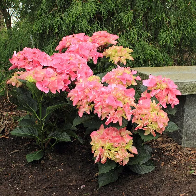 Cityline Venice Bigleaf Hydrangea - DISCONTINUED