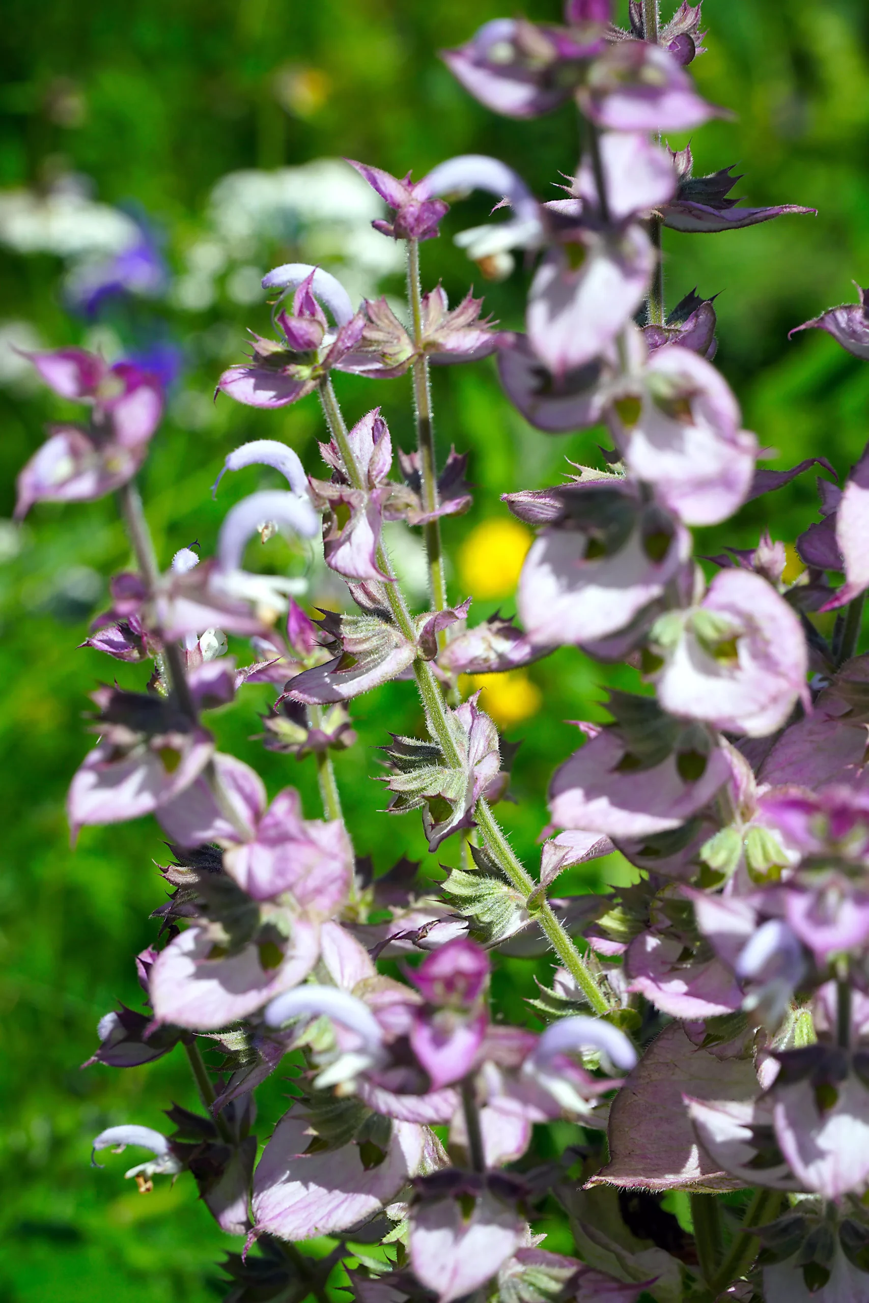 Clary Sage Seeds