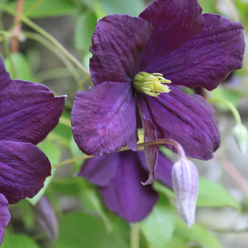 Clematis, Polish Spirit #1