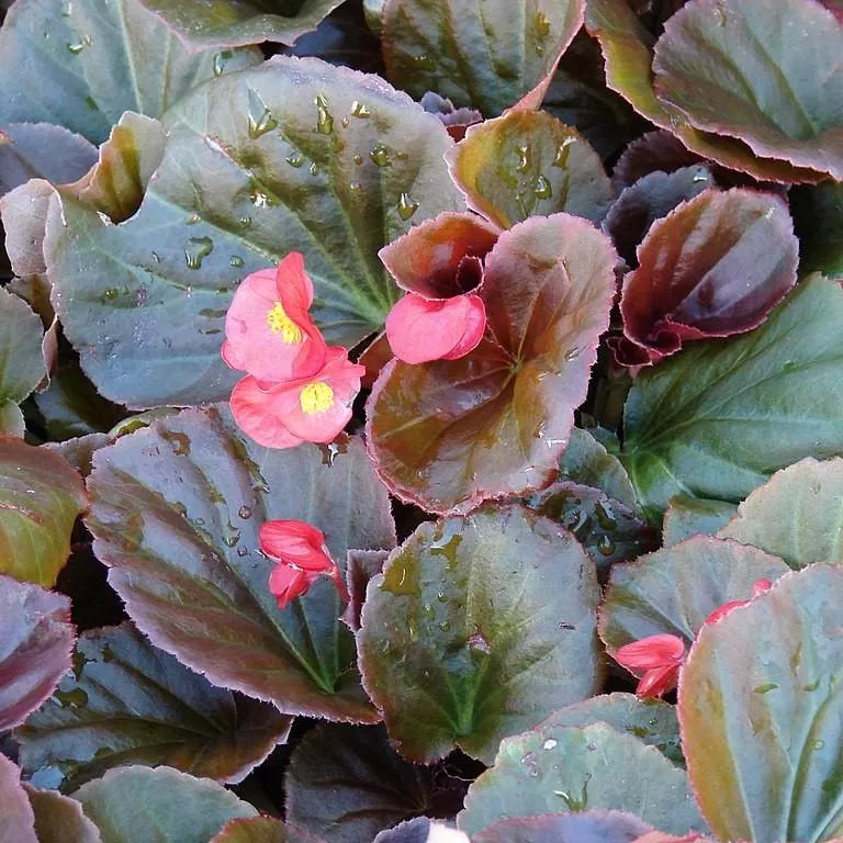 Cocktail Tequila Wax Begonia