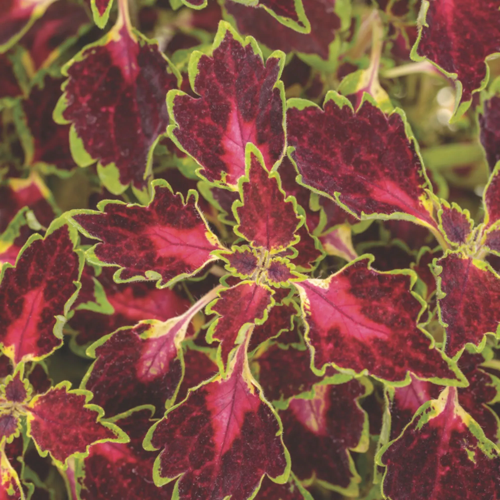 ColorBlaze Cherry Drop Coleus (scutellarioides)
