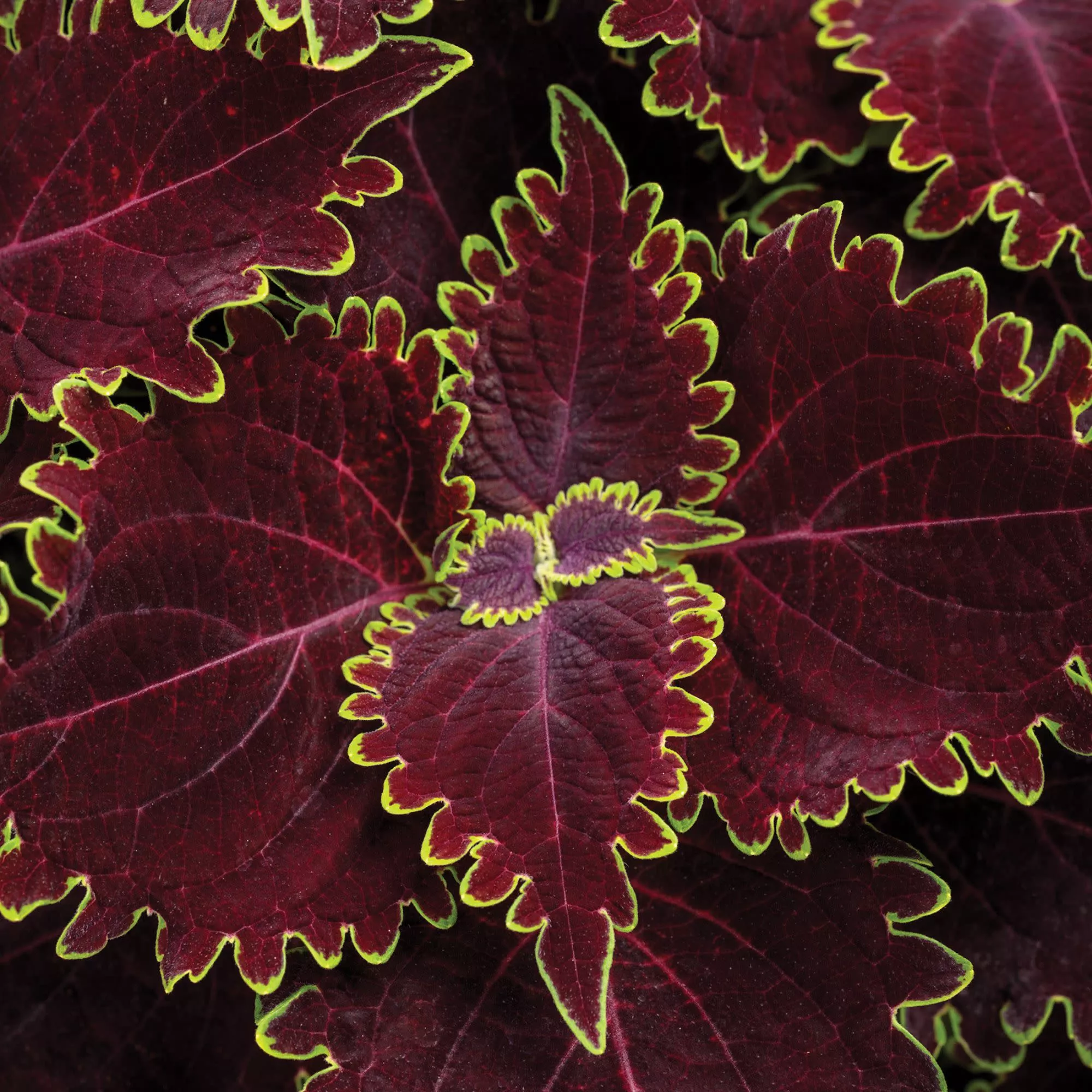 ColorBlaze Wicked Witch™ Coleus (scutellarioides)