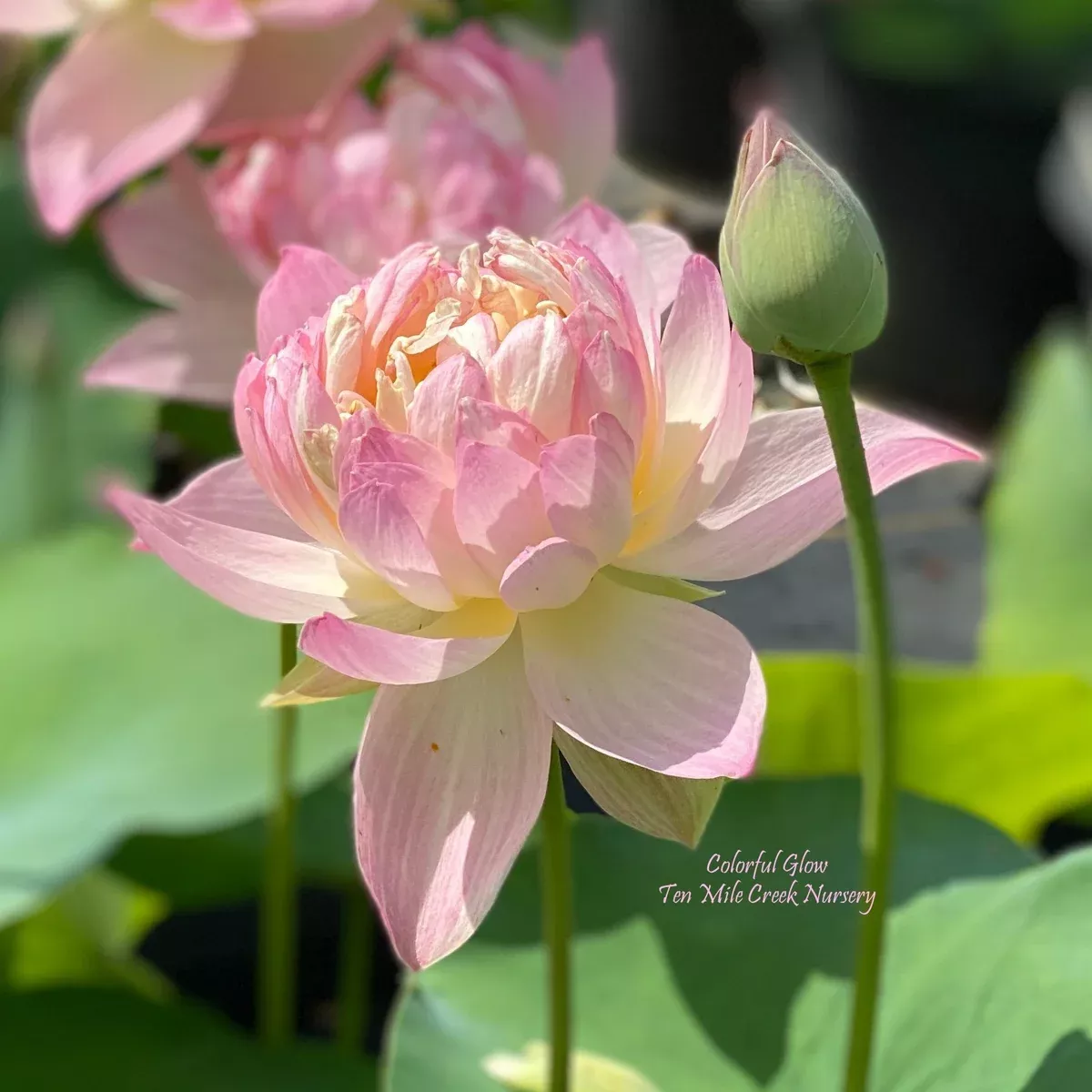 Colorful Glow Lotus