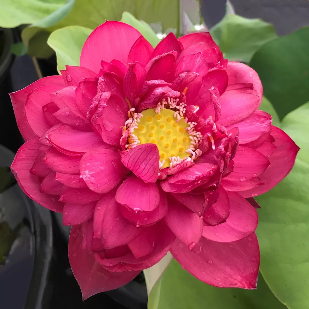 Commander Lotus - Bold & Bright!