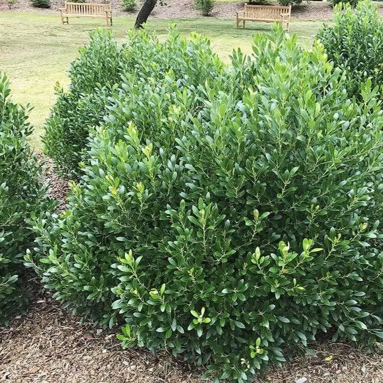 Compact Inkberry Holly