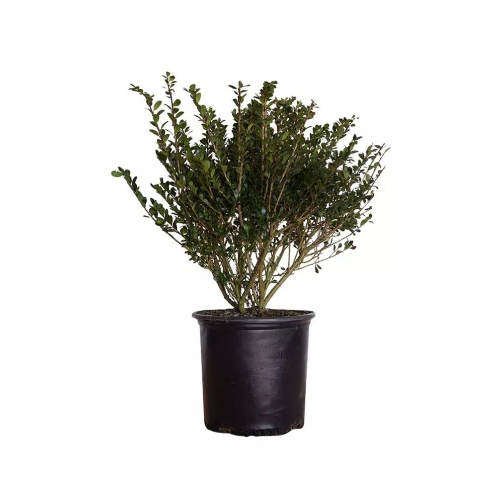 Compact Japanese Holly (Ilex Compacta)