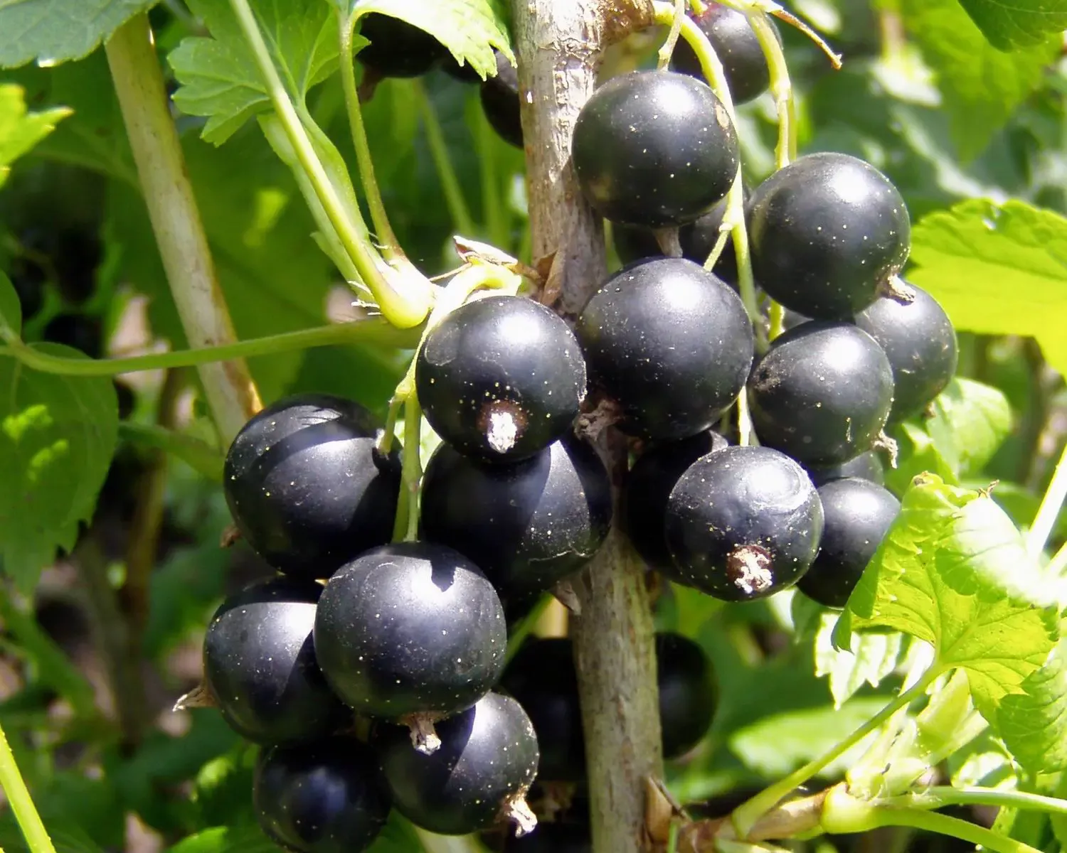 Consort Black Currant