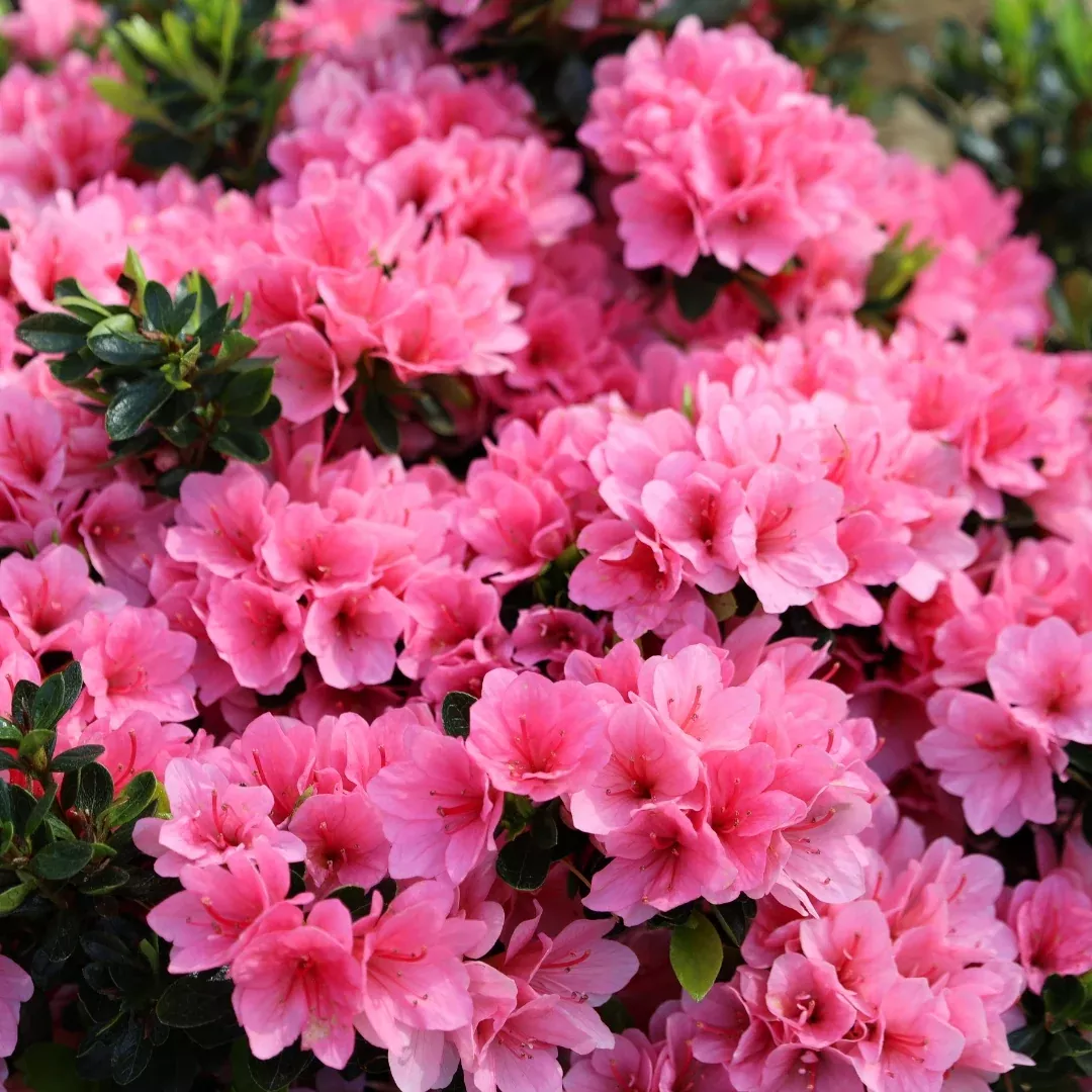 Coral Bells Azalea