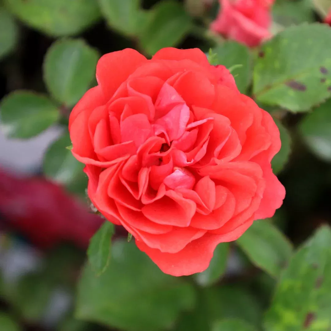 Coral Drift Rose