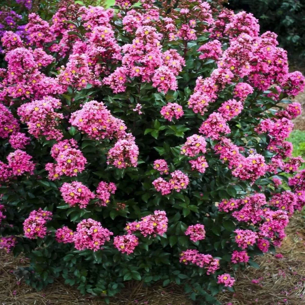 Coral Magic Crape Myrtle