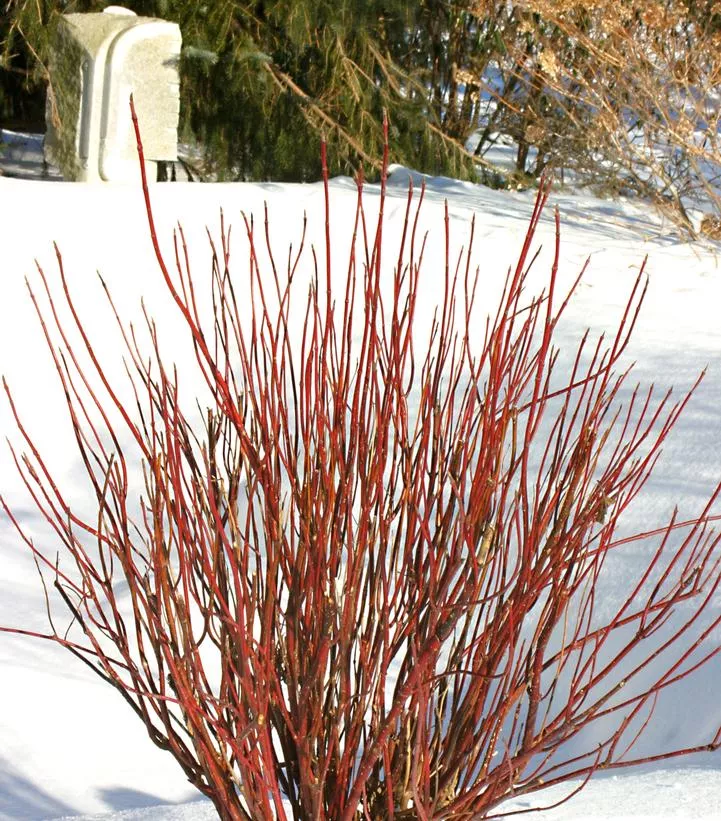 Cornus stolonifera Arctic Fire Red