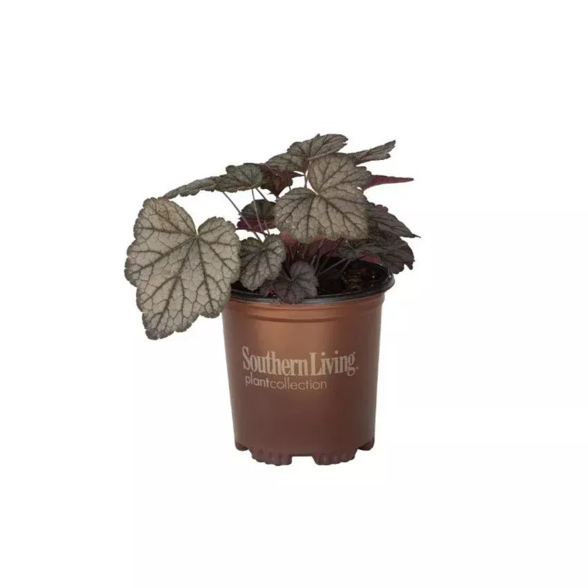 'Cracked Ice' Heucherella