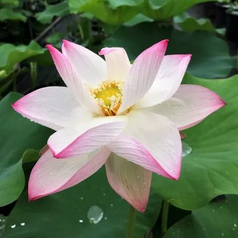 Cranberry Kiss Lotus - The perfect kiss of color!