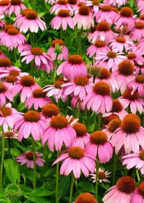 Crazy Pink Echinacea