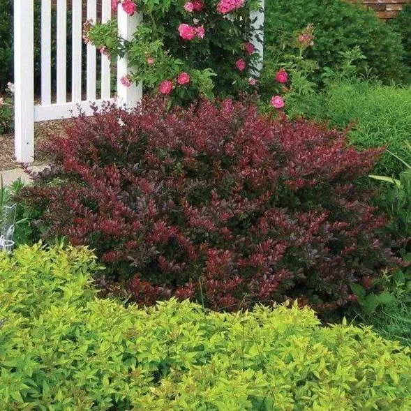 Crimson Pygmy Barberry