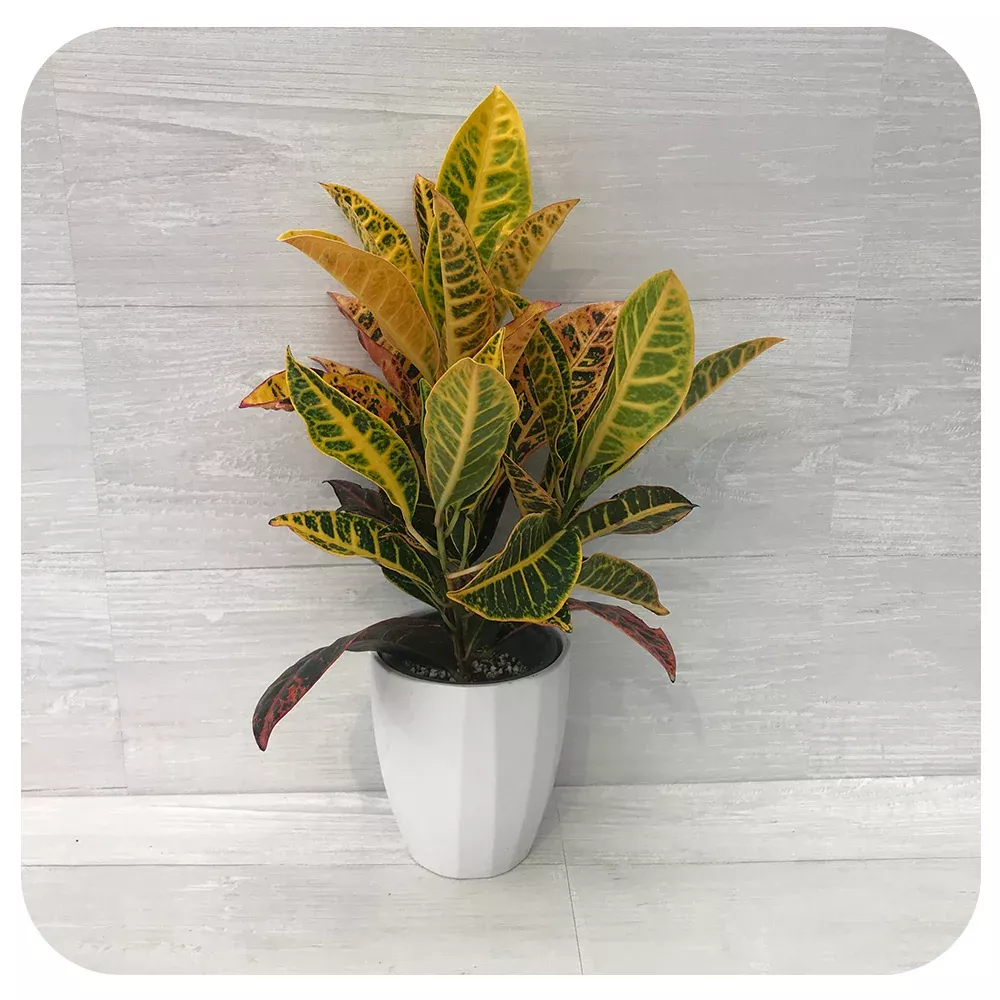 Croton Petra