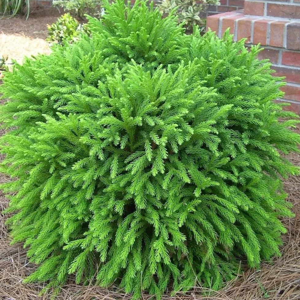 Cryptomeria globosa nana