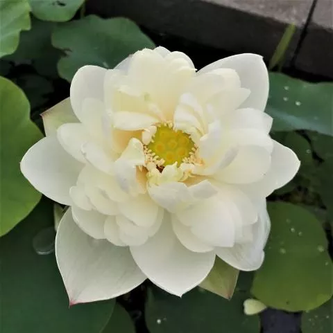 Cui Yun 13B Lotus