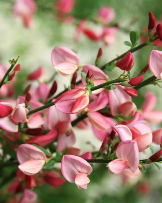 Cytisus Sister Rosie (PW)