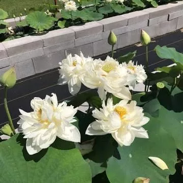 Da Jin Bian Lotus - SO many flowers!