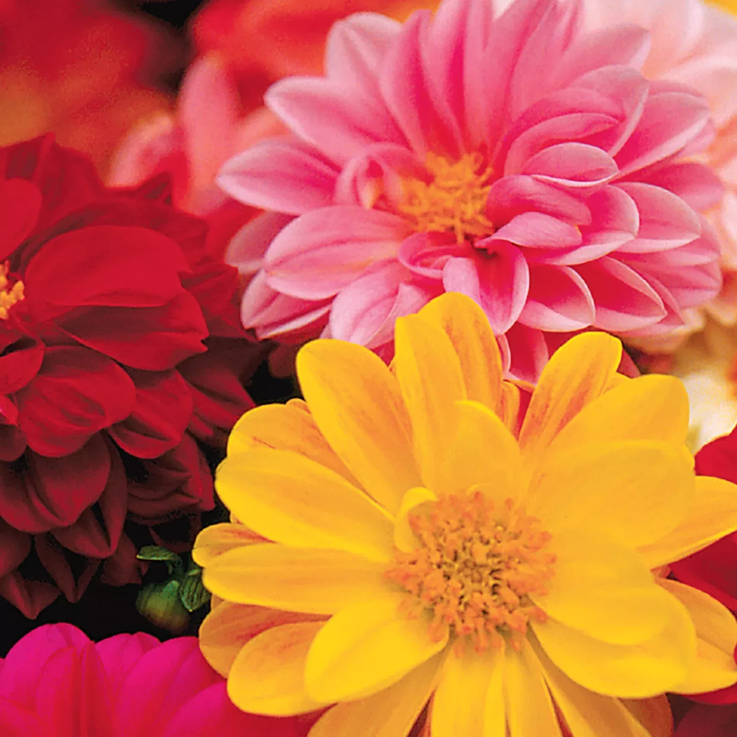 Dahlia, Unwin's Dwarf Mixed Colors Seeds, 500mg