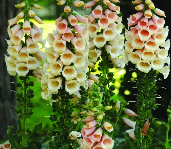 'Dalmatian Peach' Foxglove