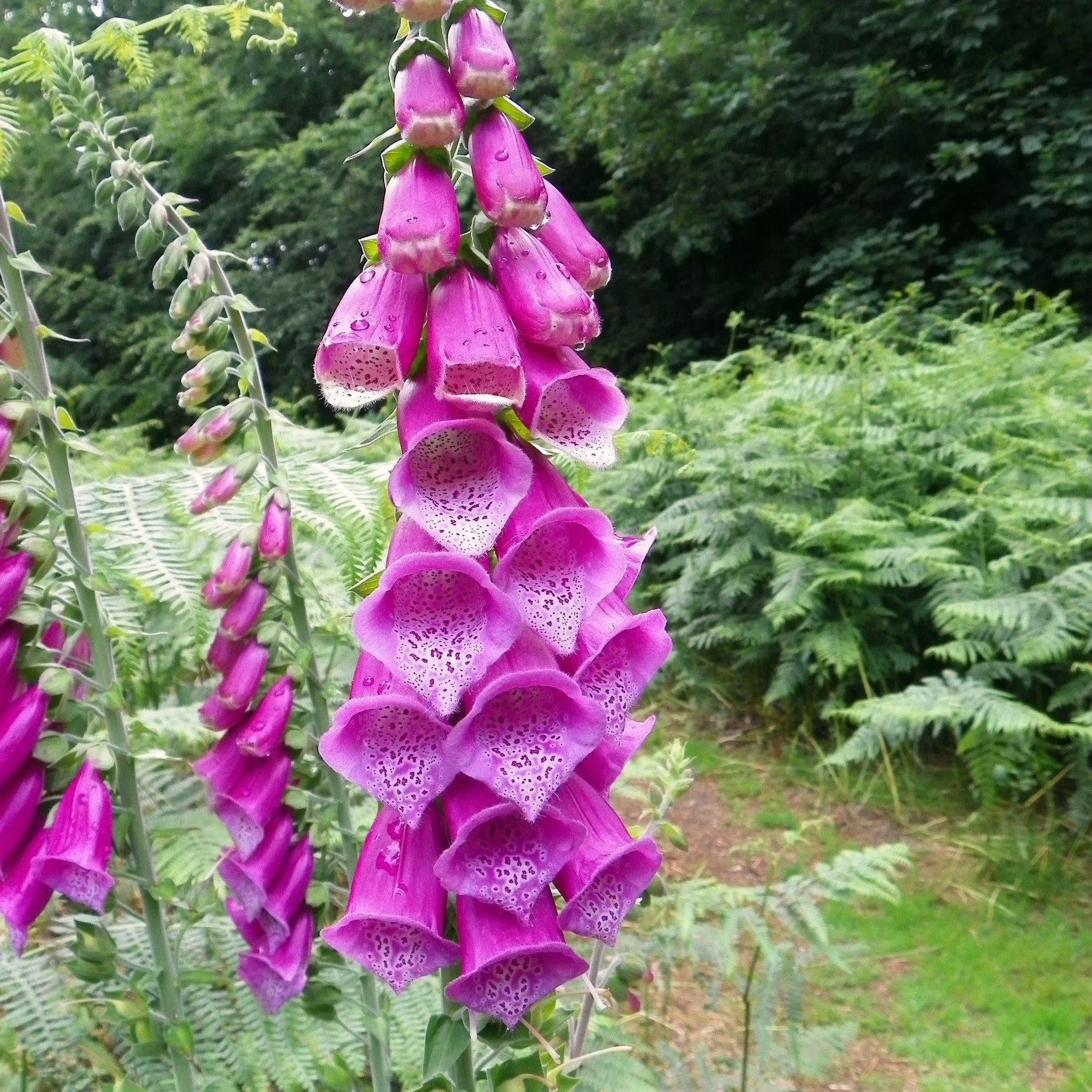 'Dalmatian Purple' Foxglove