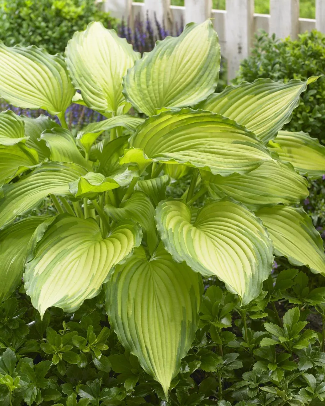 Dancing Darling Hosta