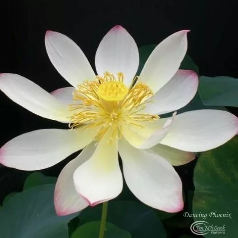 Dancing Phoenix Lotus - Always a best-seller!