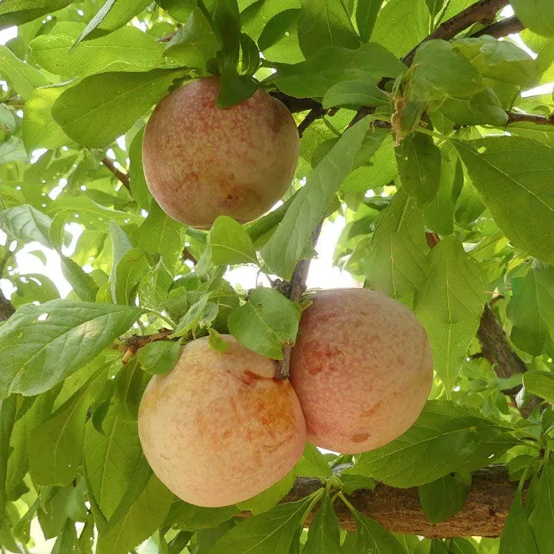 Dapple Dandy Pluot Tree
