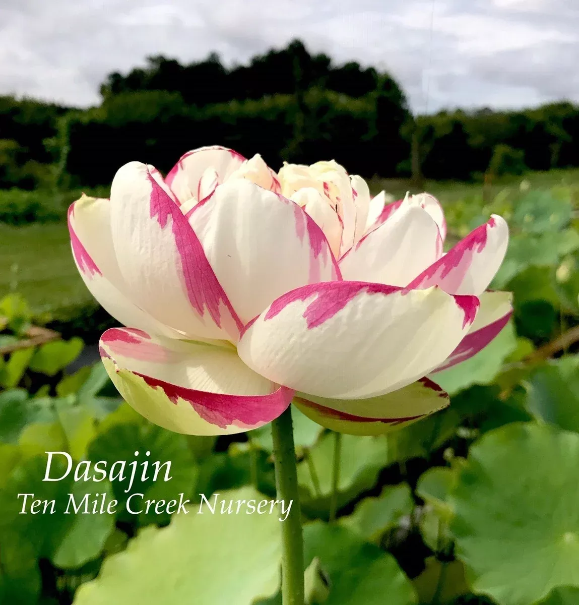 Dasajin Lotus - The WOW Factor!