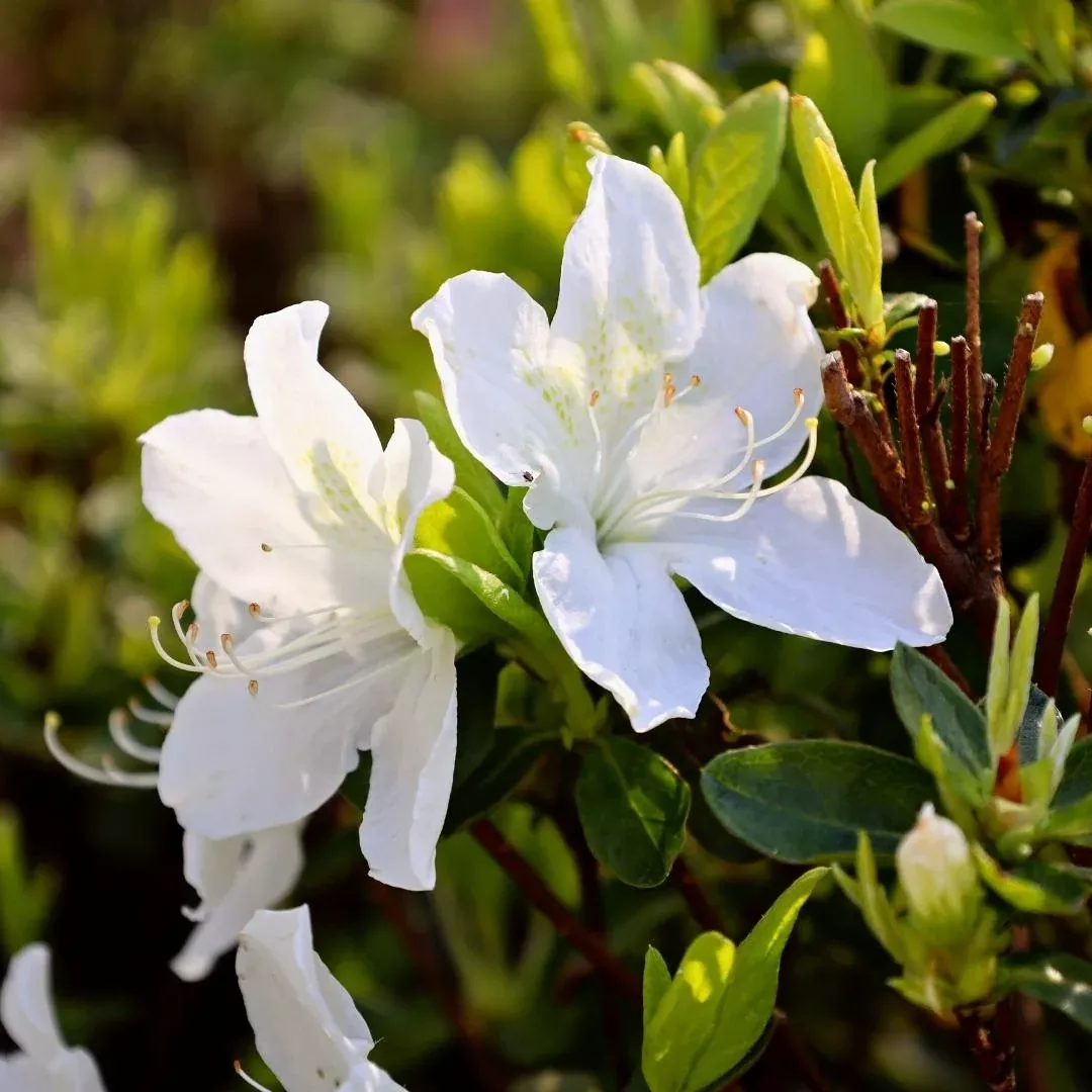 Delaware Valley White Azalea