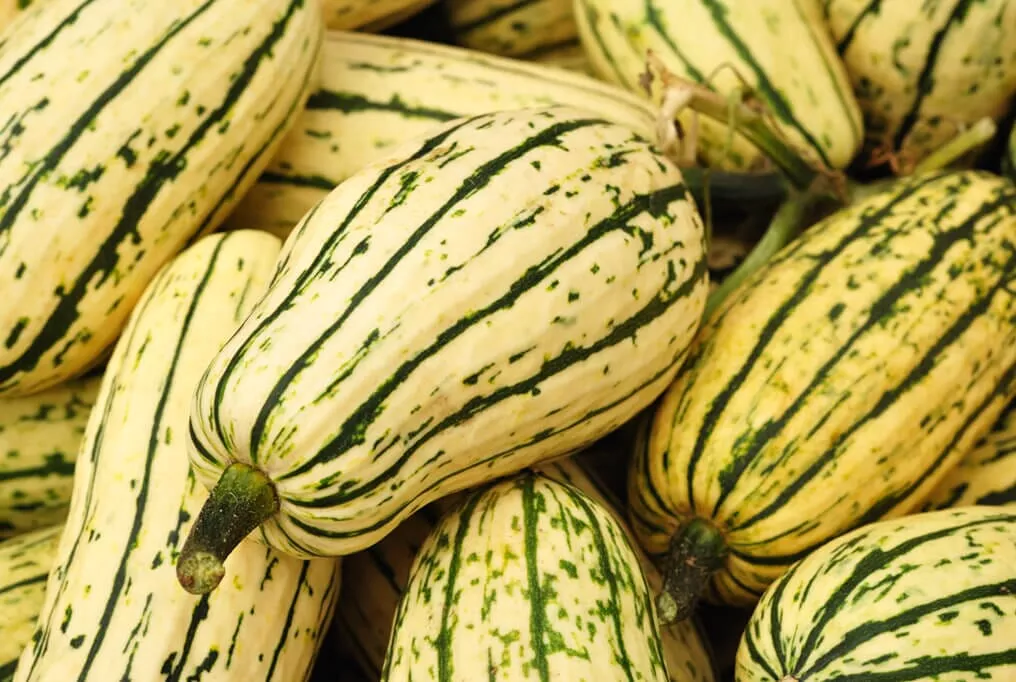 Delicata Winter Squash