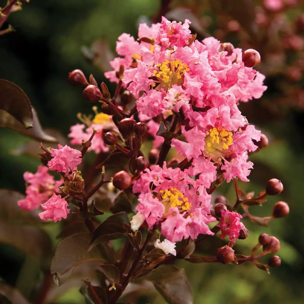 Delta Jazz Crepe Myrtle