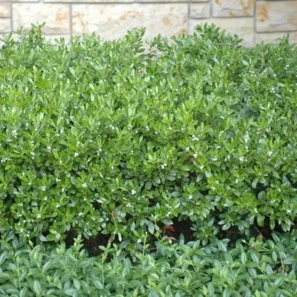 Densa Inkberry Holly