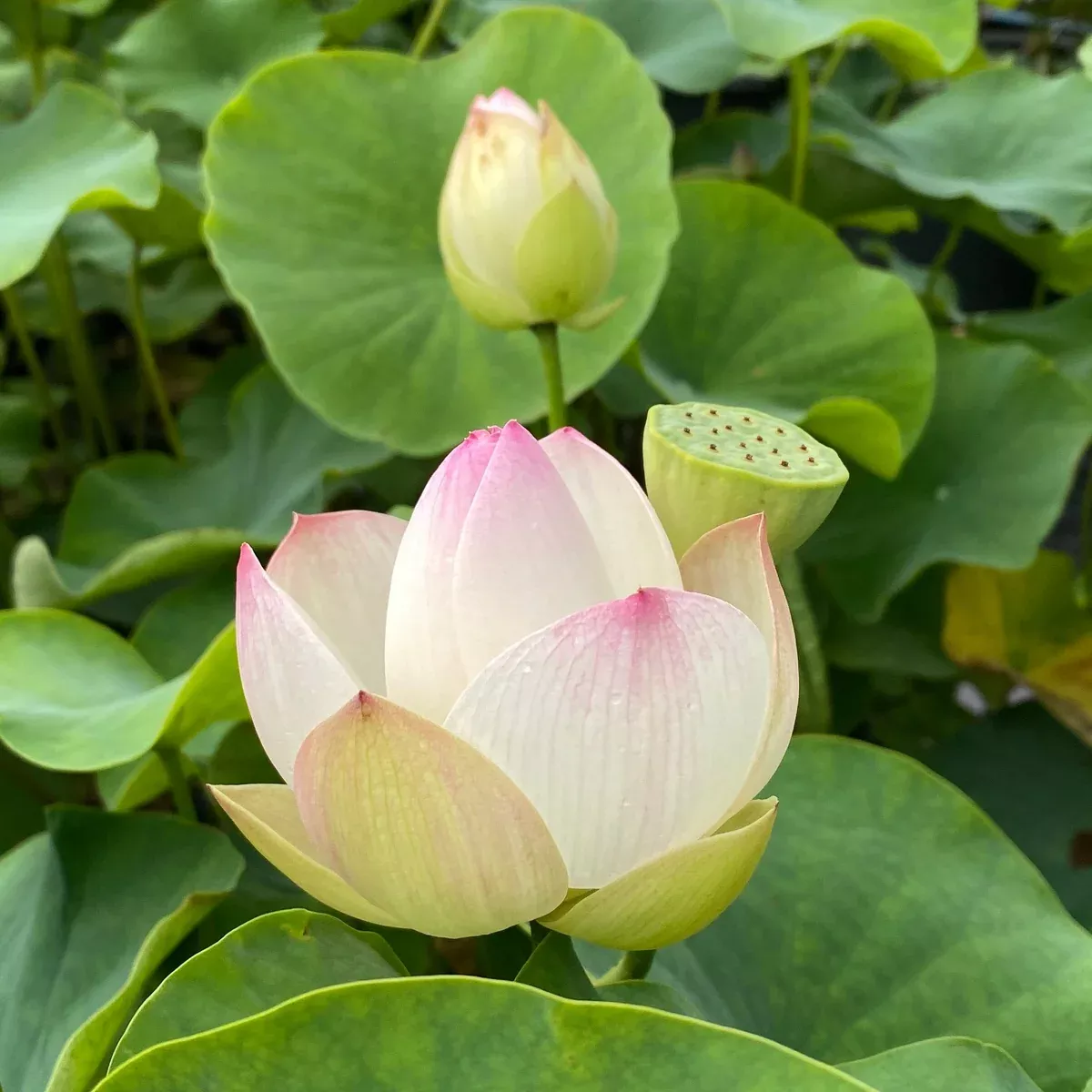Dense Dew Lotus - Fresh as the Morning Dew!