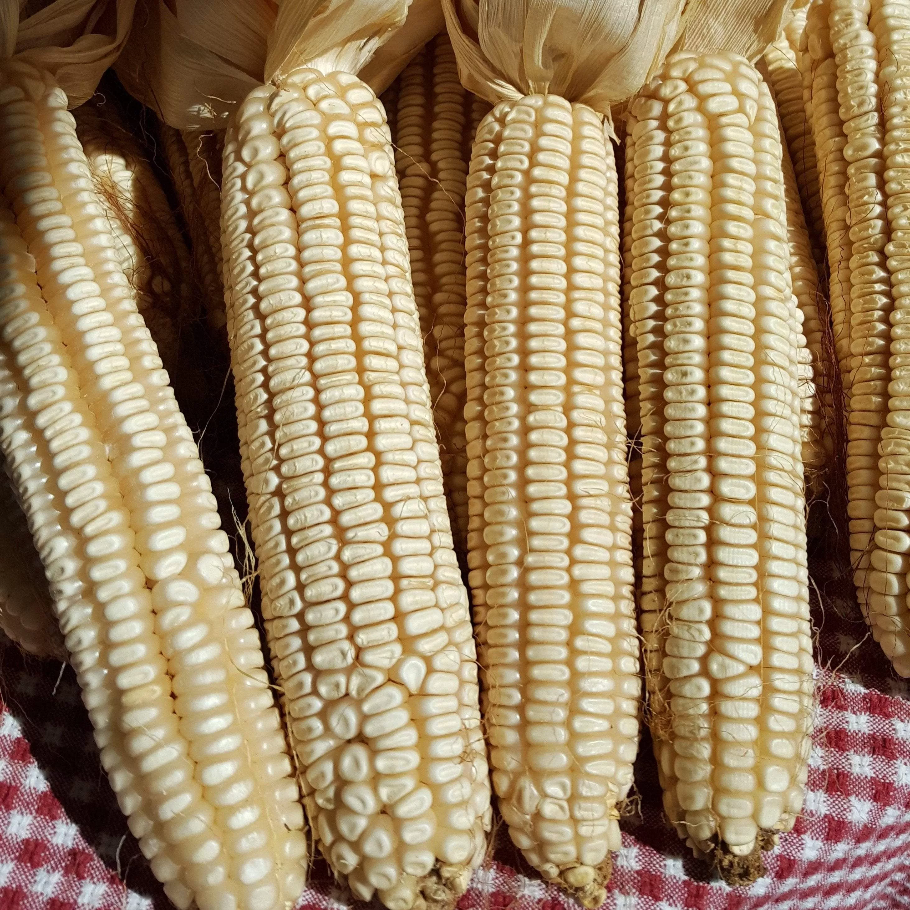 Dent Corn Seeds - Cataloochee White