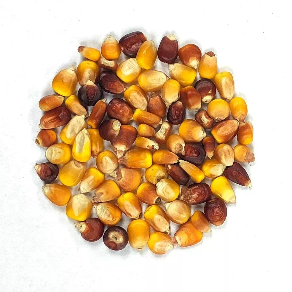 Dent Corn Seeds - Wapsie Valley