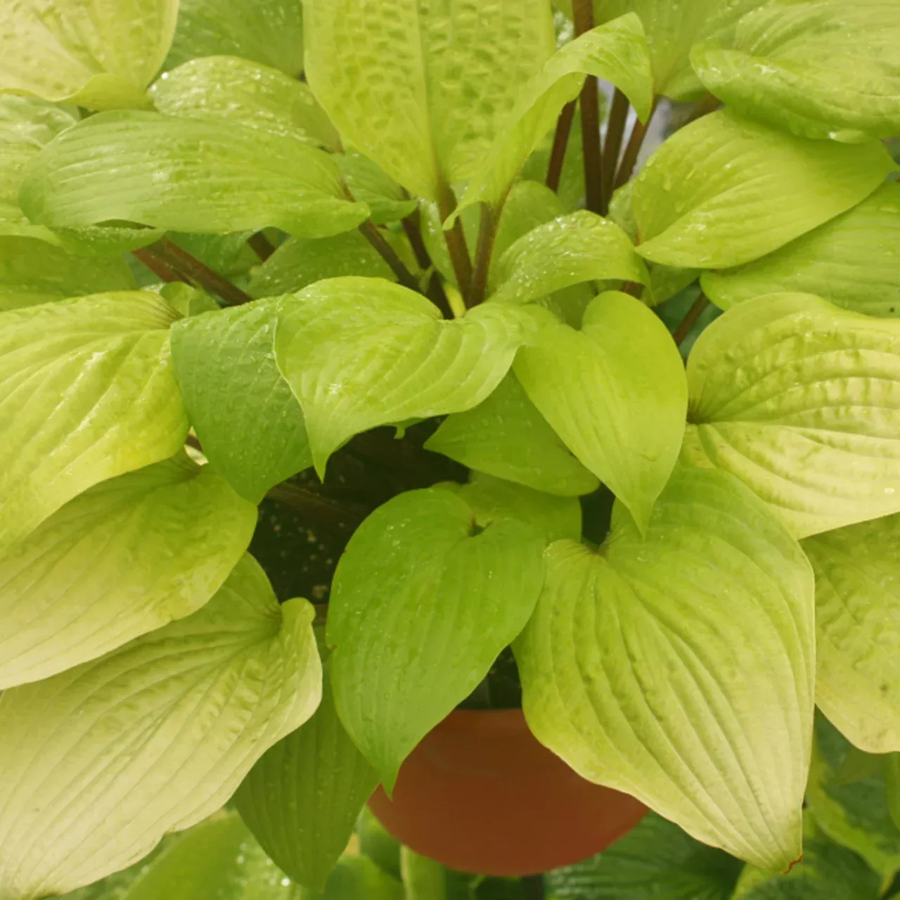 Designer Genes Hosta QUARTS