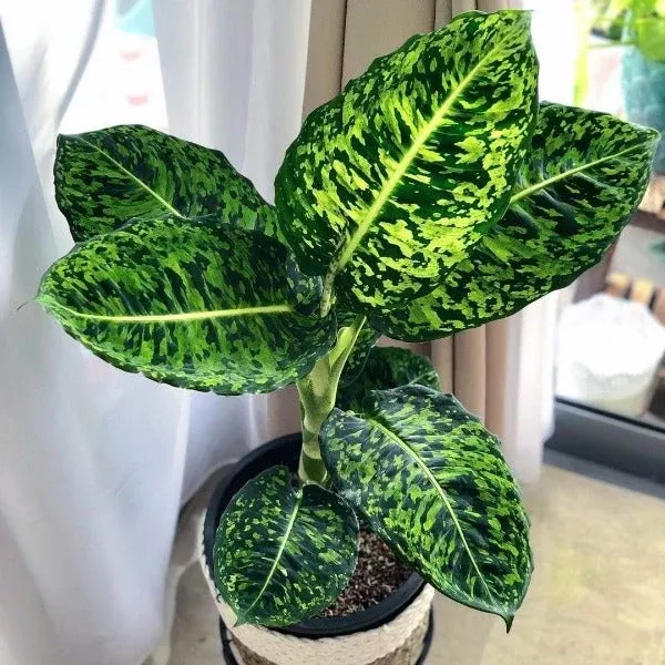 Dieffenbachia Reflector