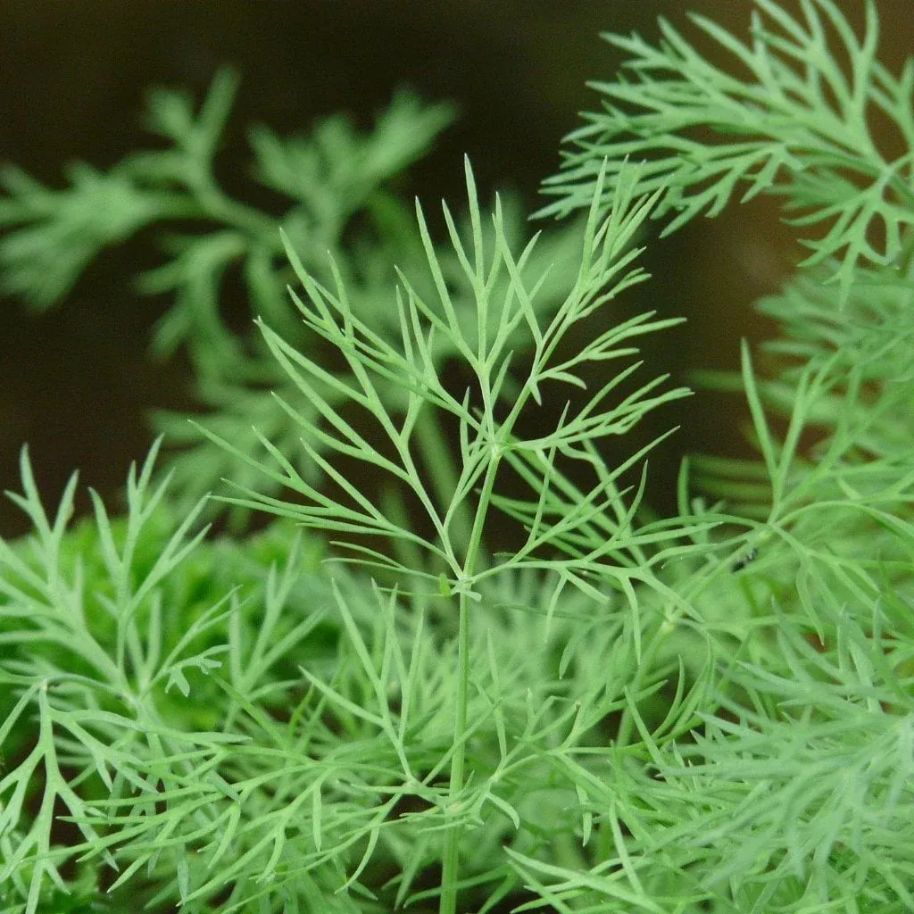Dill Seeds, Bouquet