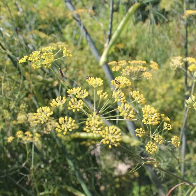 Dill Seeds - Dukat