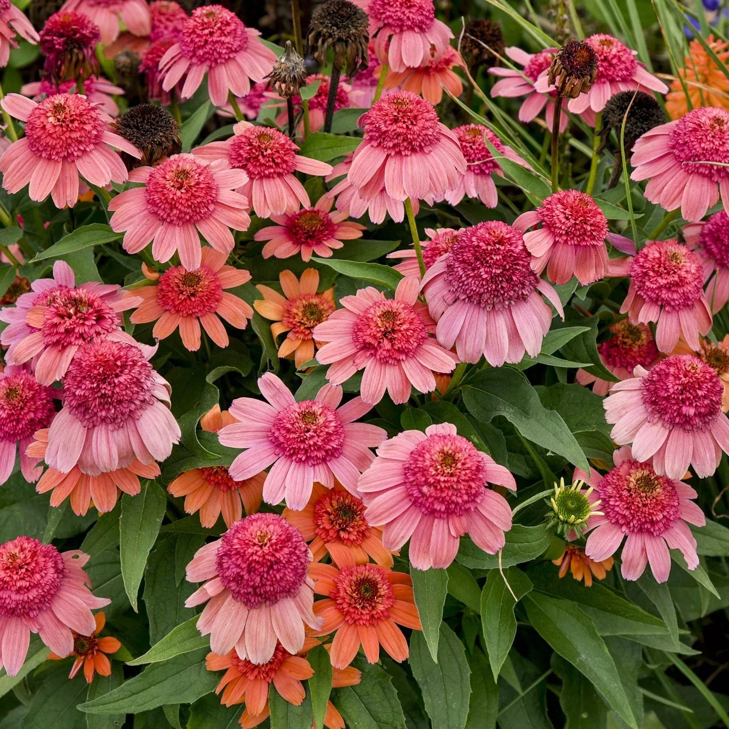 Double Dipped 'Rainbow Sherbet' Coneflower (Echinacea)