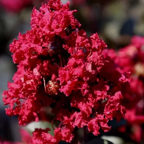 Double Feature Crape Myrtle
