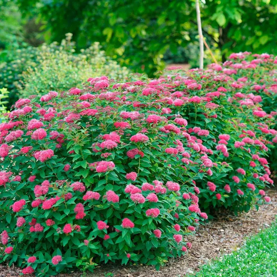 Double Play Doozie Spirea