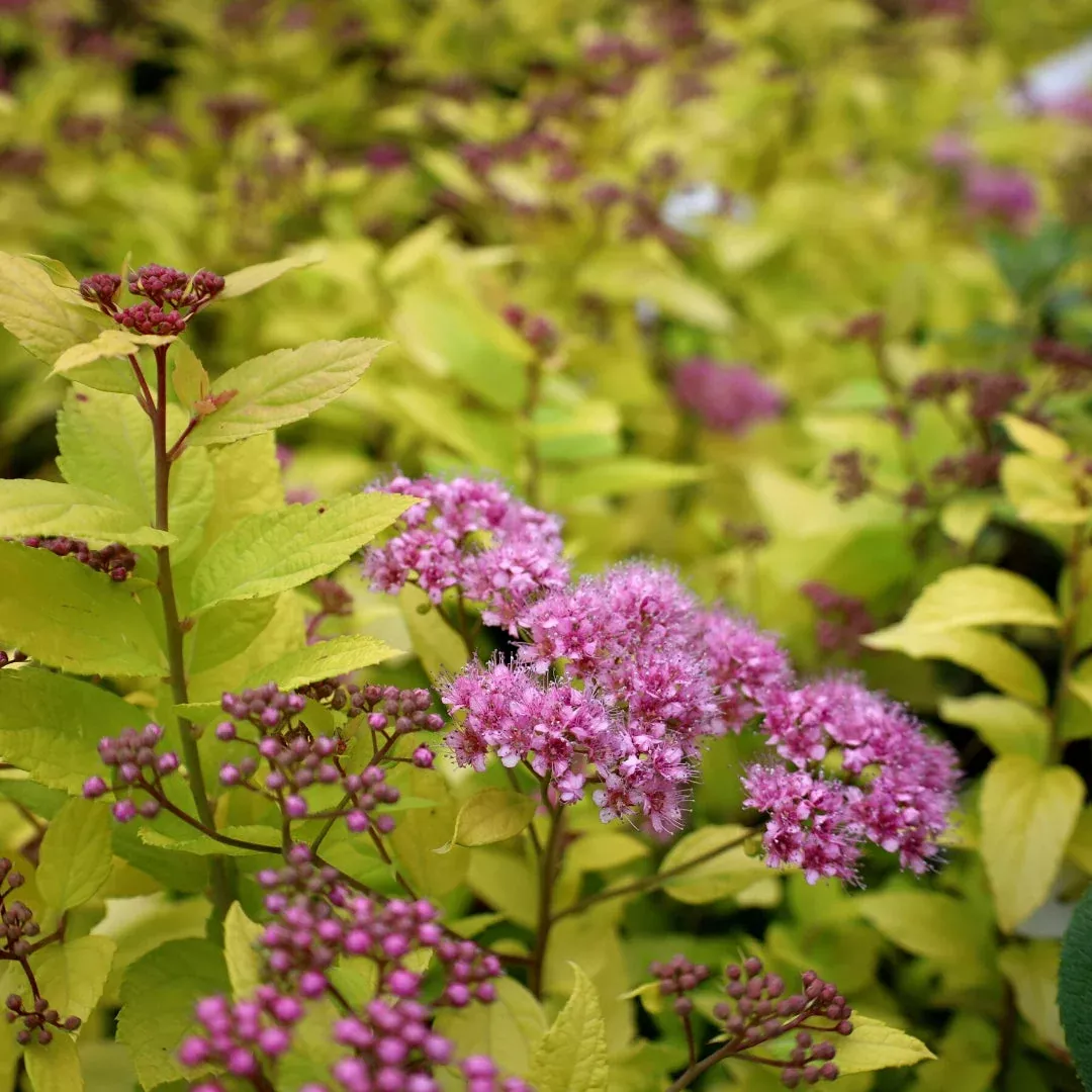 Double Play Gold Spirea