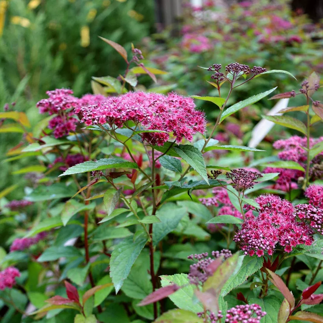 Double Play Pink Spirea