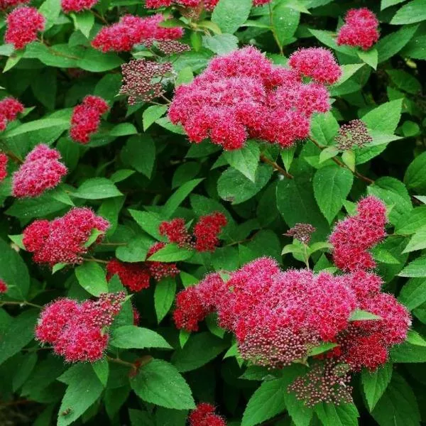 Double Play Red Spirea